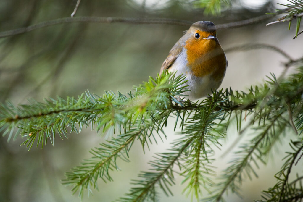 Scotland, Scottish Borders, Alemoor Loch. An inquisitive Robin rests on a branch in woodland near Alemoor Loch.