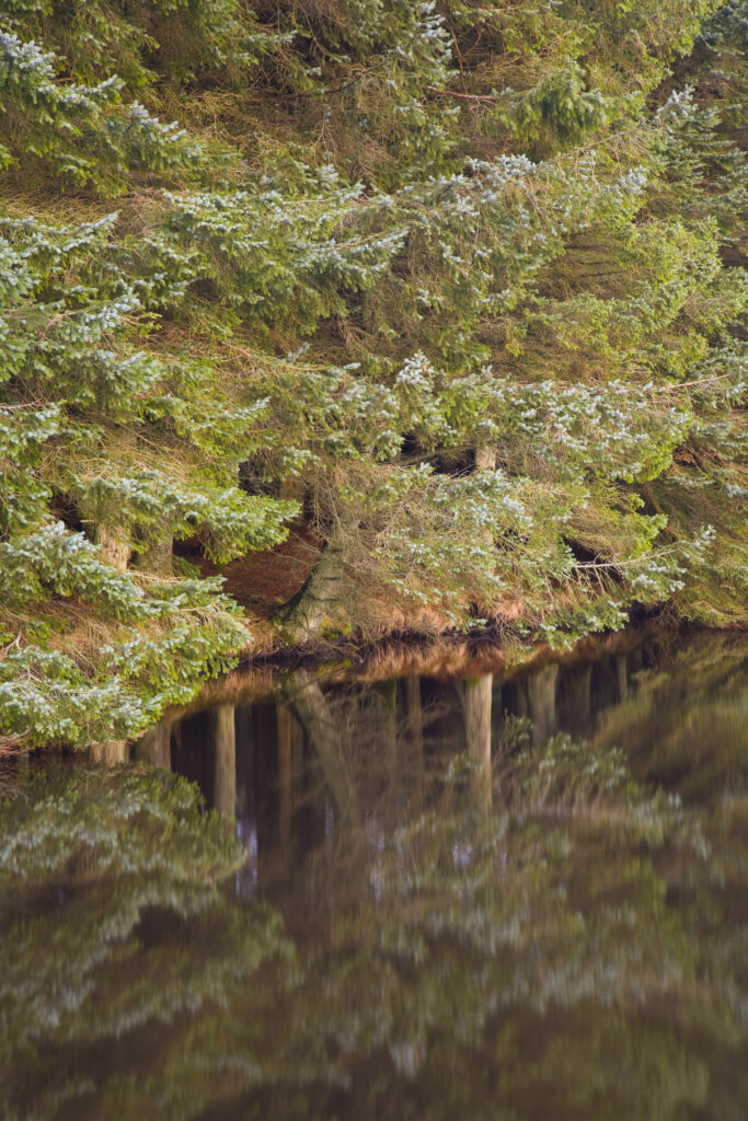 Scotland, Scottish Borders, Alemoor Loch. Mirror reflection of woodland in the still waters of the Alemoor Loch.