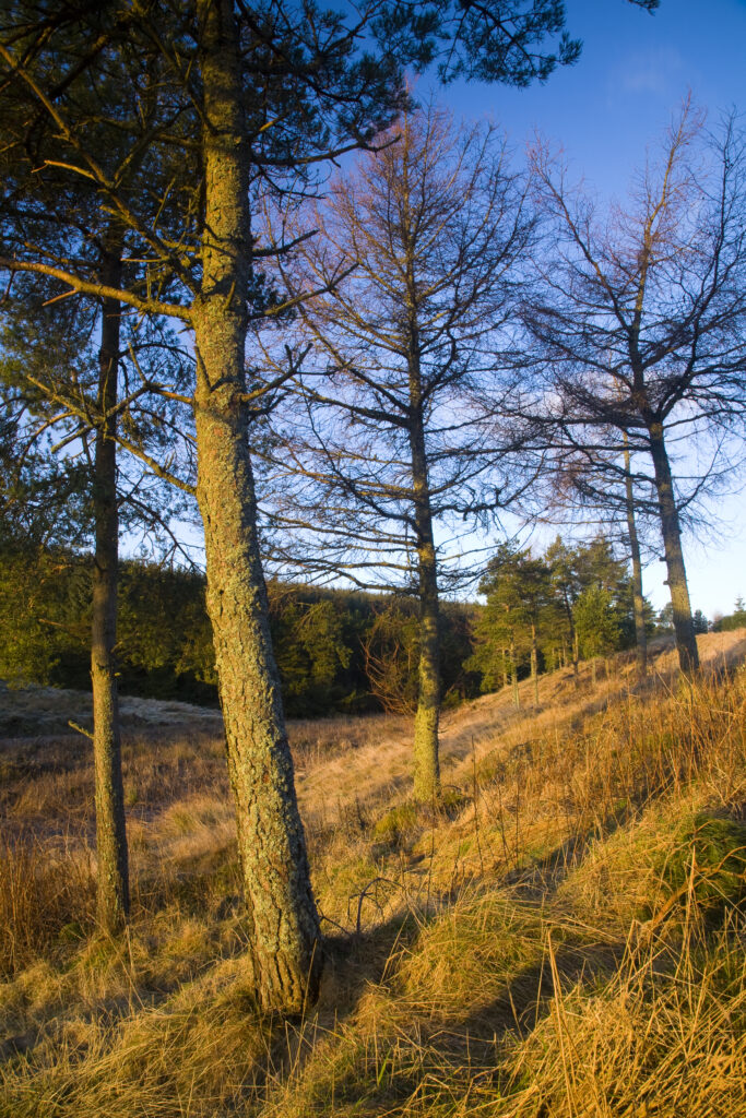 Scotland, Scottish Borders, Craik Forest. Early morning light softly illuminates a group of trees on the edge of the Craik Forest.