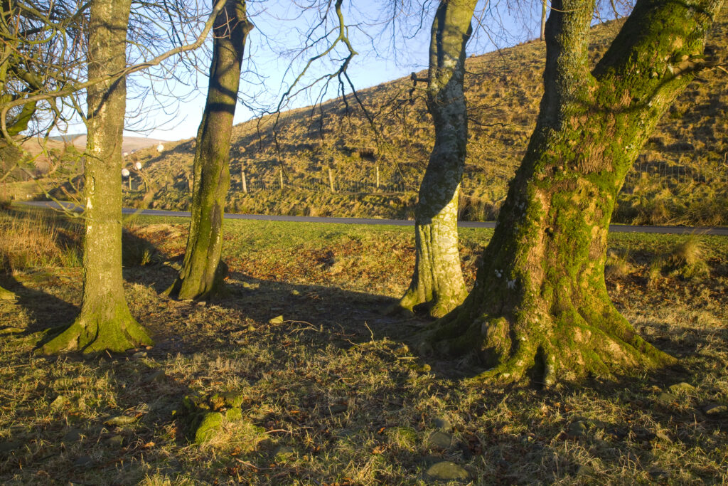 Scotland, Scottish Borders. Gentle morning light bathes a small pocket of woodland near the Ettrick Valley.