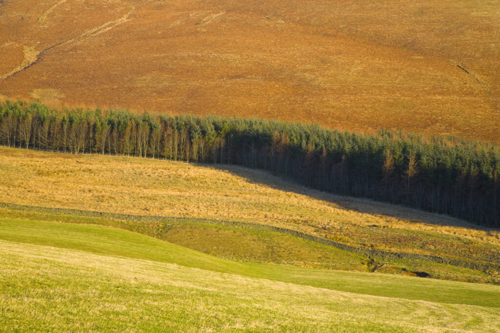 Scotland, Scottish Borders, Ettrick Valley. Forest plantation sandwiched between moors and land used for agriculture purposes.