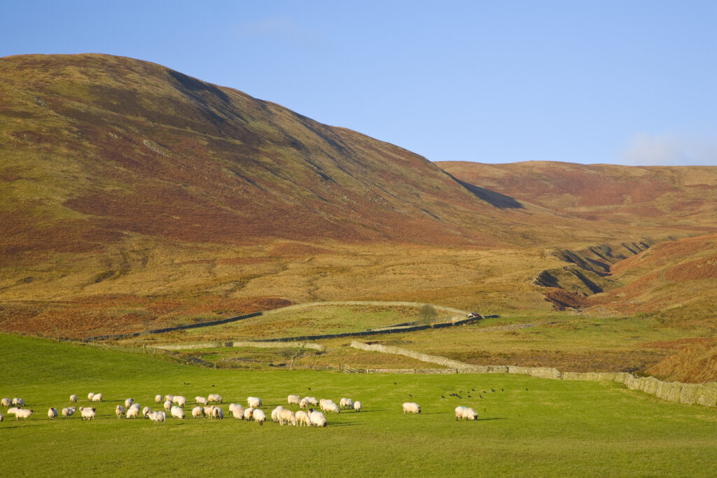 Scotland, Scottish Borders, Ettrick Valley. Sheep grazing on pasture land in the Ettrick Valley.
