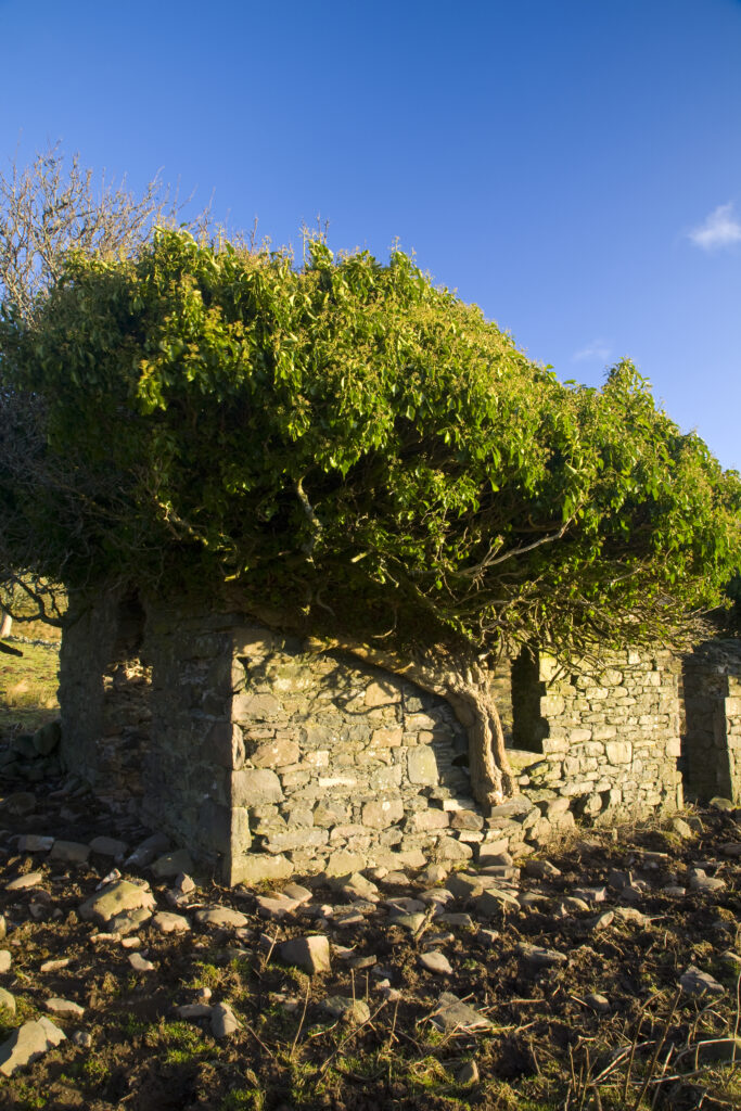 Scotland, Scottish Borders, Ettrick Valley. Nature begins to reclaim a disused stone farm building in the Ettrick Valley.