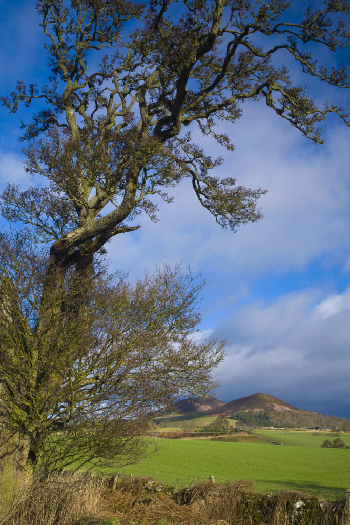 Scotland, Scottish Borders, Eildon Hills. The shape of a lone tree sculptured by the wind, with agriculture land and the famous Eildon hills in the distance.