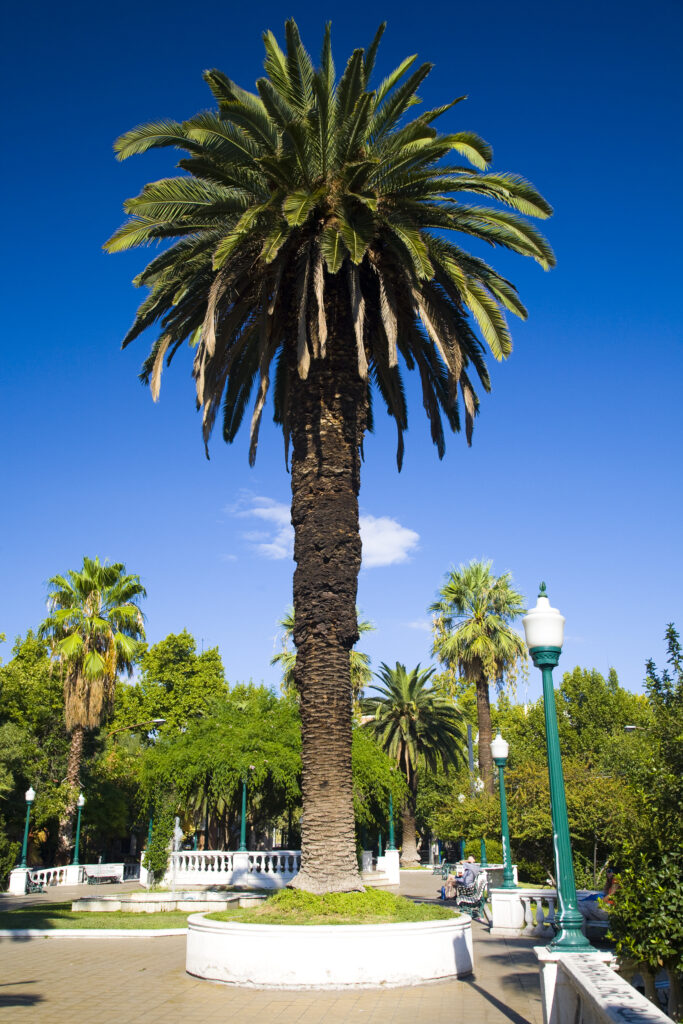 Argentina, Mendoza Province, Mendoza City. Plaza Pellegrini in Mendoza City.