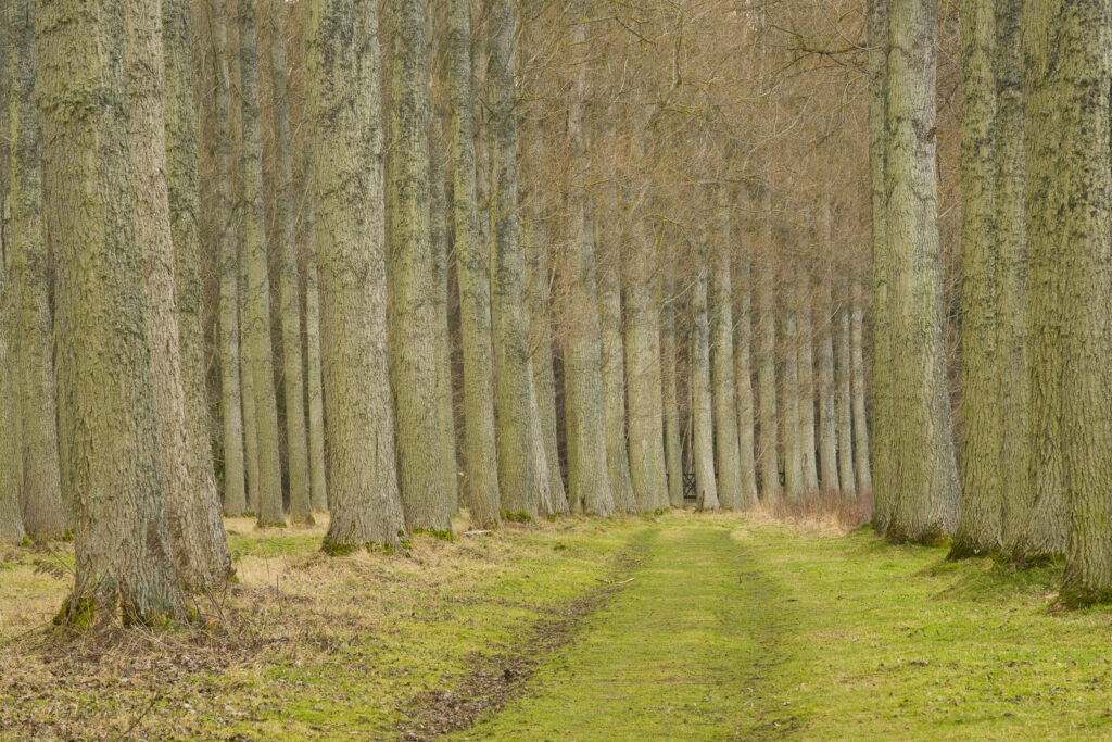 Scotland, Scottish Borders, Liddesdale. Morning St Boswells. Poplar trees growing in the Mertoun Estate near the town of St Boswells.