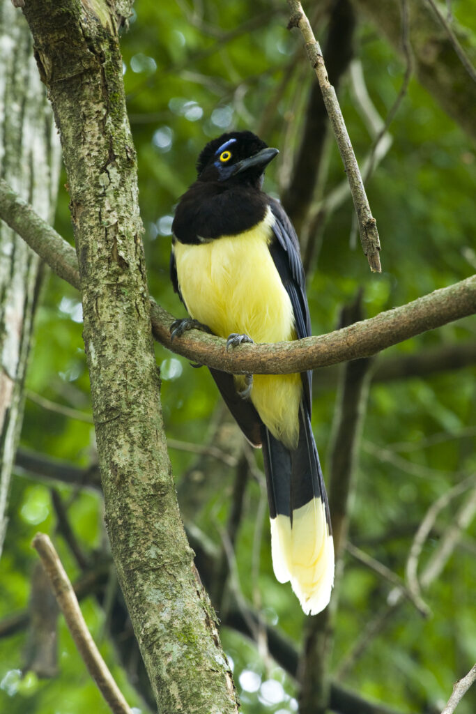 Argentina, Salta, Parque Nacional Calilegua. Plush crested Jay (Cyanocorax chrysops) resting on a tree in the National Park.