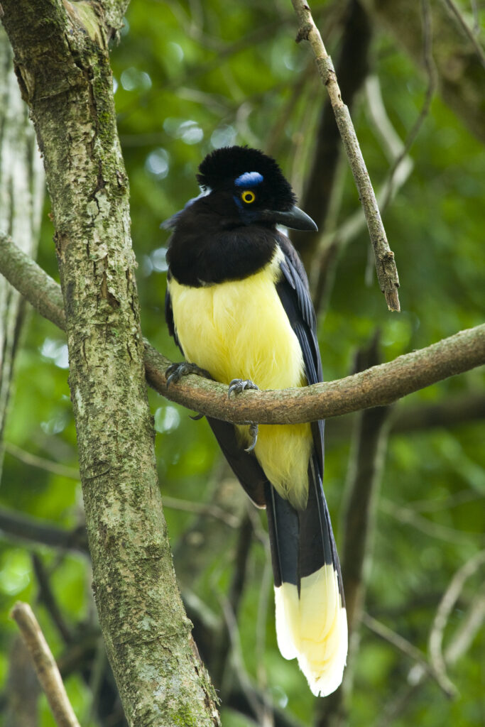 Argentina, Salta, Parque Nacional Calilegua. Plush crested Jay (Cyanocorax chrysops) resting on a tree in the National Park.