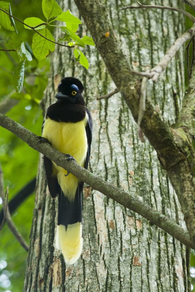 Argentina, Salta, Parque Nacional Calilegua. Plush crested Jay (Cyanocorax chrysops) resting on a tree in the National Park.