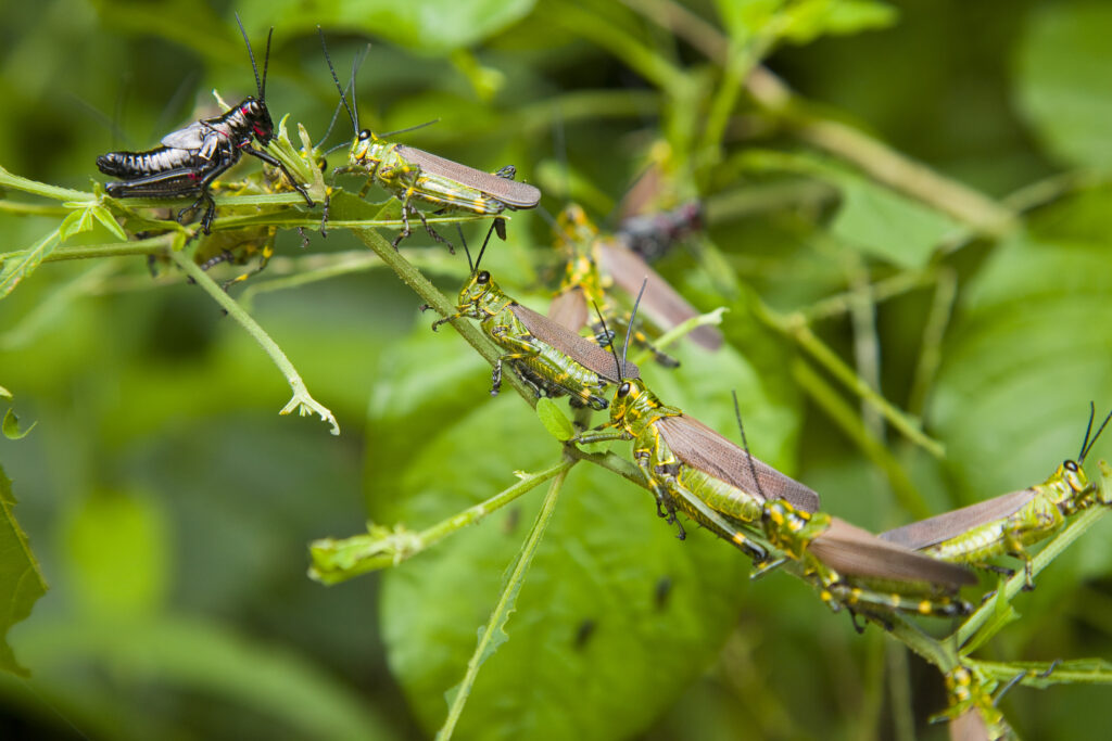 Argentina, Salta, Parque Nacional Calilegua. Grasshoppers on lush vegetation within the Calilegua National Park.
