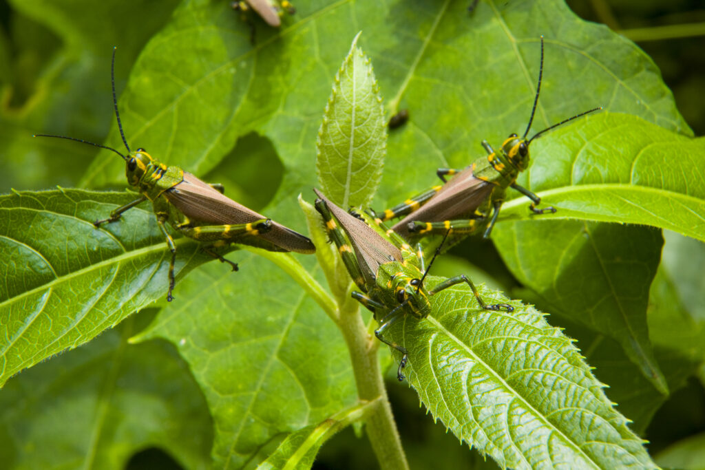 Argentina, Salta, Parque Nacional Calilegua. Grasshoppers on lush vegetation within the Calilegua National Park.