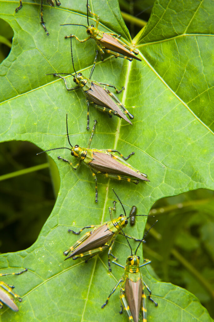 Argentina, Salta, Parque Nacional Calilegua. Grasshoppers on lush vegetation within the Calilegua National Park.