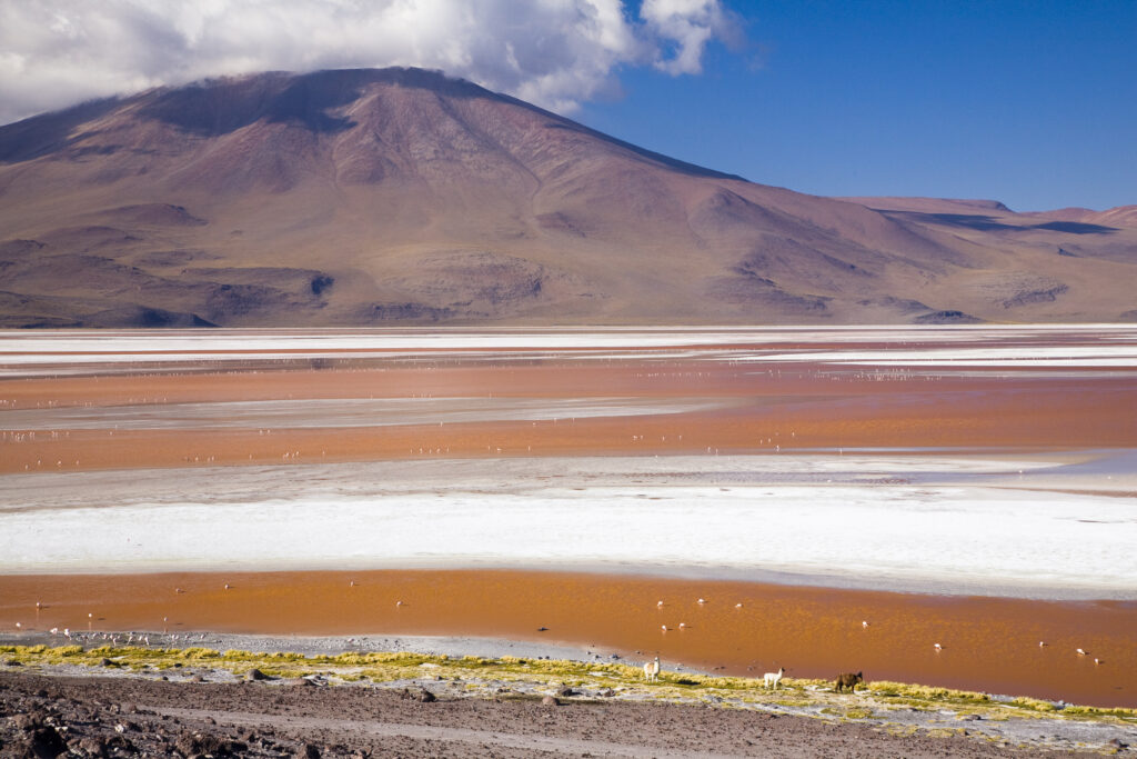Bolivia, Southern Altiplano, Laguna Colorada. Flamingoes flock on the Laguna Coloroda otherwise know as the coloured lake.