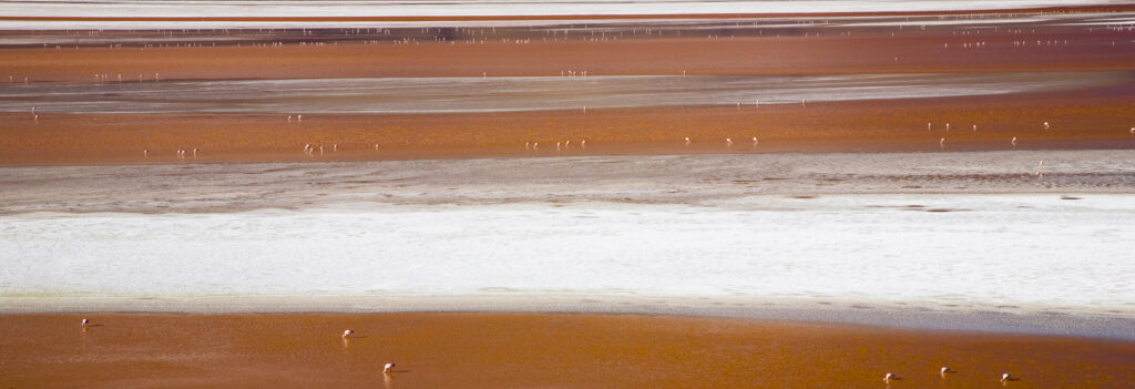 Bolivia, Southern Altiplano, Laguna Colorada. Flamingoes flock on the Laguna Coloroda otherwise know as the coloured lake.