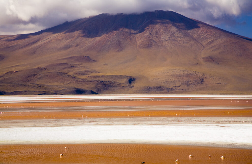 Bolivia, Southern Altiplano, Laguna Colorada. Flamingoes flock on the Laguna Coloroda otherwise know as the coloured lake.