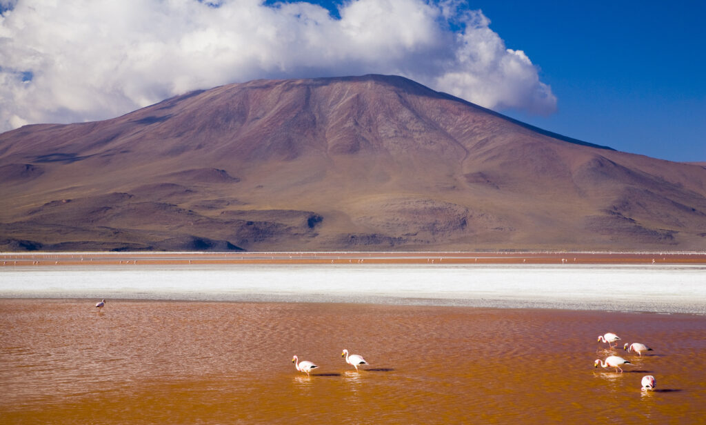 Bolivia, Southern Altiplano, Laguna Colorada. Flamingoes flock on the Laguna Coloroda otherwise know as the coloured lake.