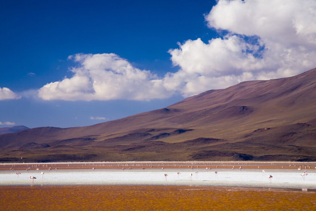 Bolivia, Southern Altiplano, Laguna Colorada. Flamingoes flock on the Laguna Coloroda otherwise know as the coloured lake.
