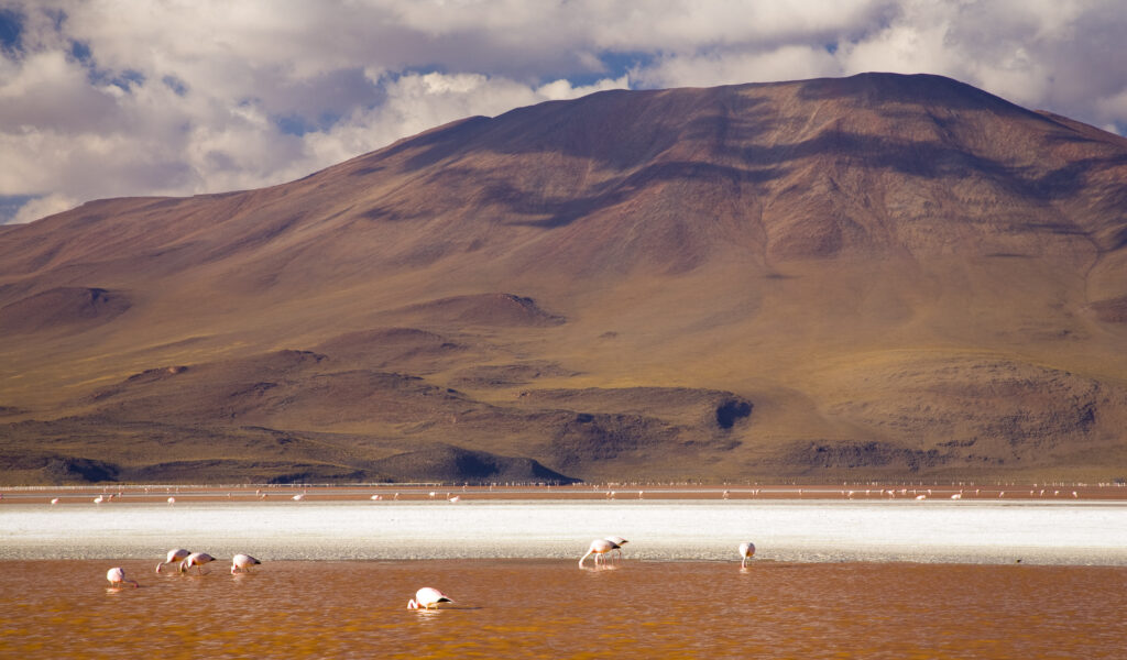 Bolivia, Southern Altiplano, Laguna Colorada. Flamingoes flock on the Laguna Coloroda otherwise know as the coloured lake.