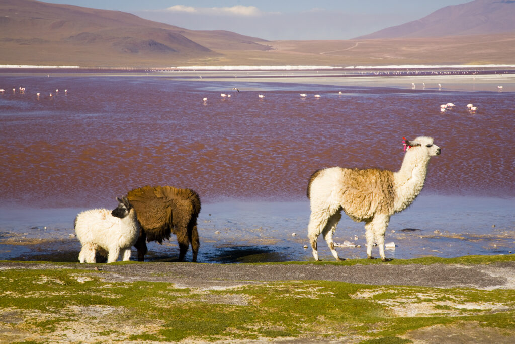 Bolivia, Southern Altiplano, Laguna Colorada. Llamas near the Laguna Coloroda otherwise know as the coloured lake.