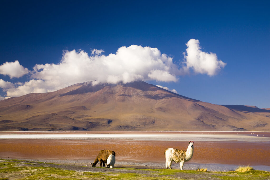 Bolivia, Southern Altiplano, Laguna Colorada. Llamas near the Laguna Coloroda otherwise know as the coloured lake.