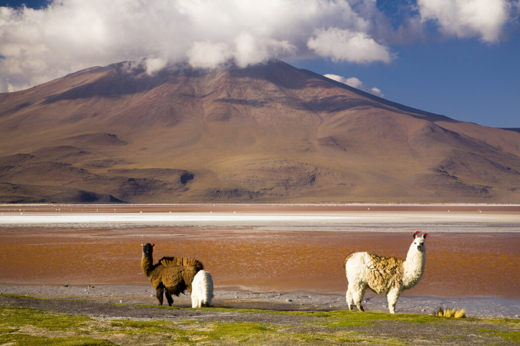 Bolivia, Southern Altiplano, Laguna Colorada. Llamas near the Laguna Coloroda otherwise know as the coloured lake.