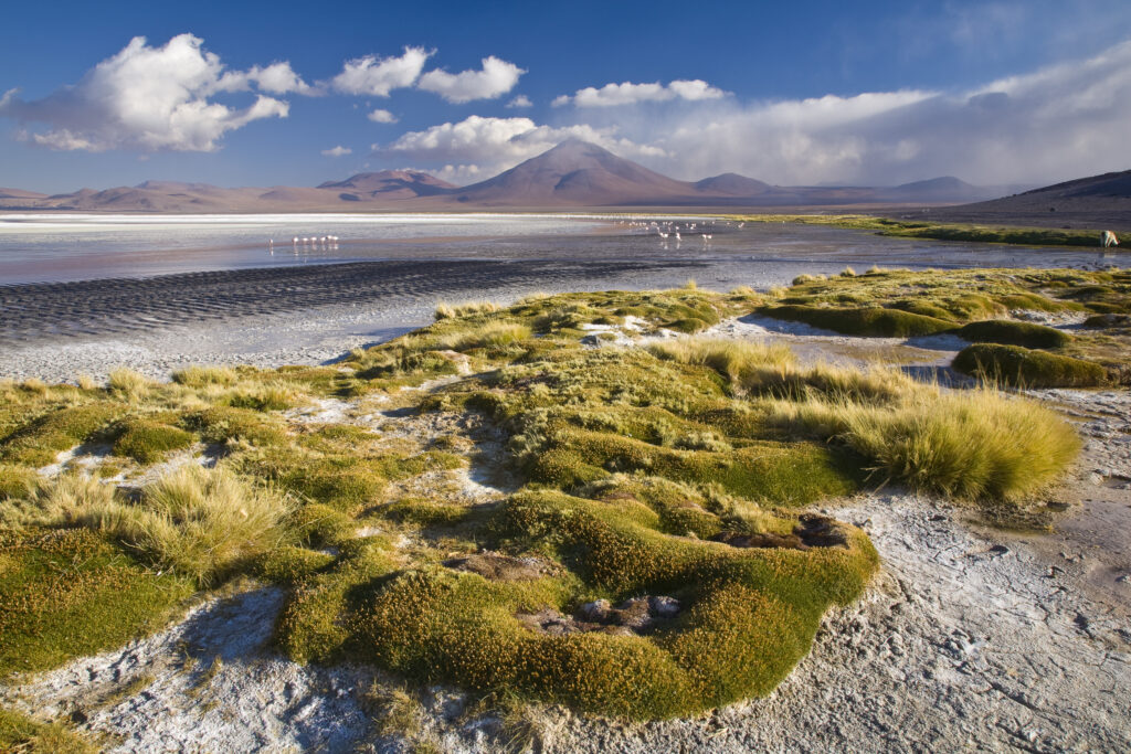 Bolivia, Southern Altiplano, Laguna Colorada. The dramatic other world landscape of the Laguna Coloroda otherwise know as the coloured lake.
