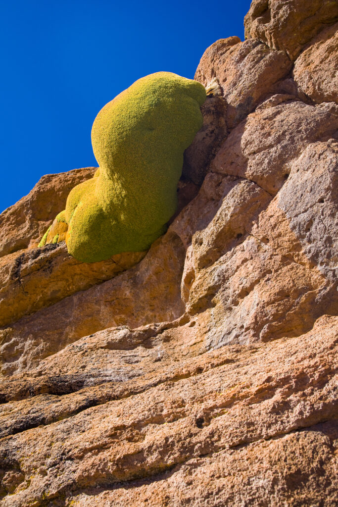 Bolivia, Southern Altiplano. Vegetation clinging for survival amid rock formations high in the desert plateau of the Bolivian Southern Altiplano.