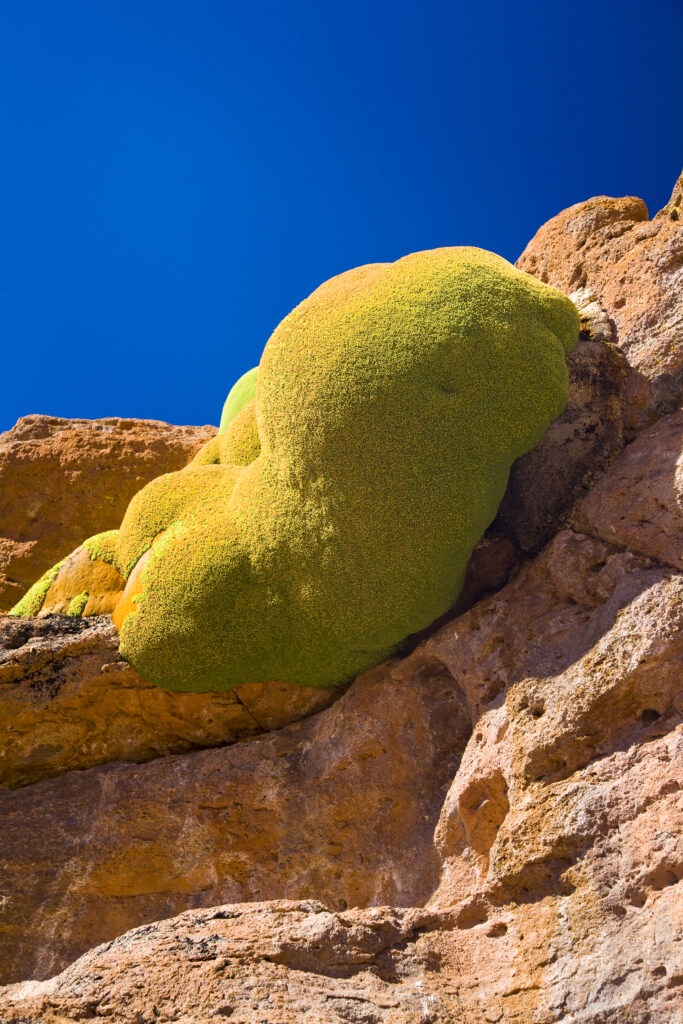 Bolivia, Southern Altiplano. Vegetation clinging for survival amid rock formations high in the desert plateau of the Bolivian Southern Altiplano.