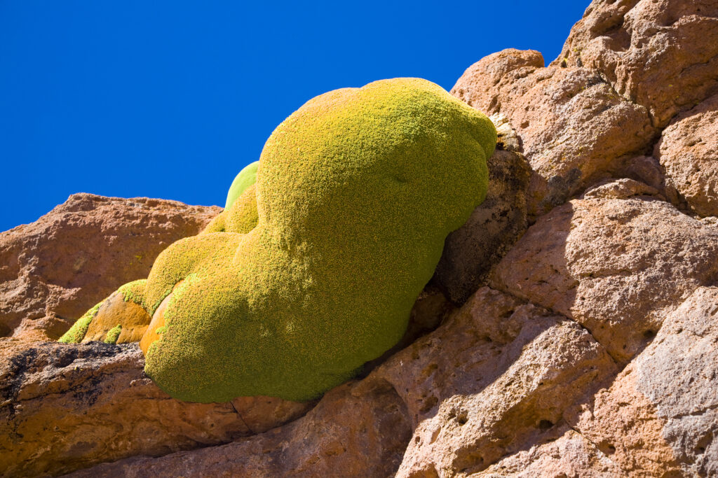 Bolivia, Southern Altiplano. Vegetation clinging for survival amid rock formations high in the desert plateau of the Bolivian Southern Altiplano.