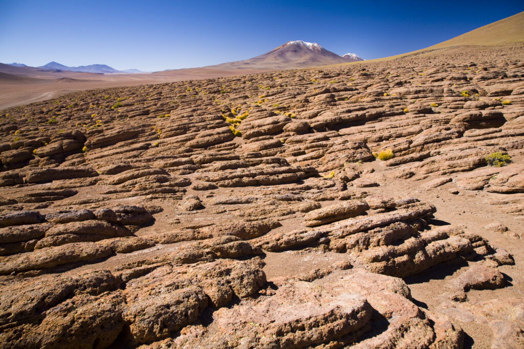 Bolivia, Southern Altiplano. Small plants cling for survival amid rock formations high in the desert plateau of the Bolivian Southern Altiplano.