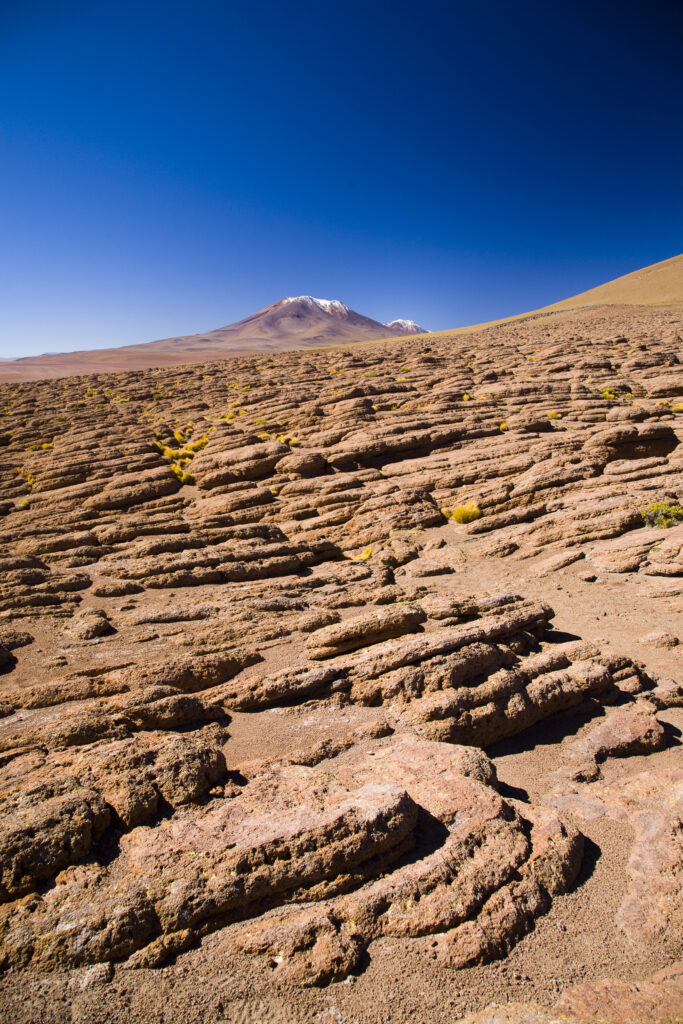 Bolivia, Southern Altiplano. Small plants cling for survival amid rock formations high in the desert plateau of the Bolivian Southern Altiplano.