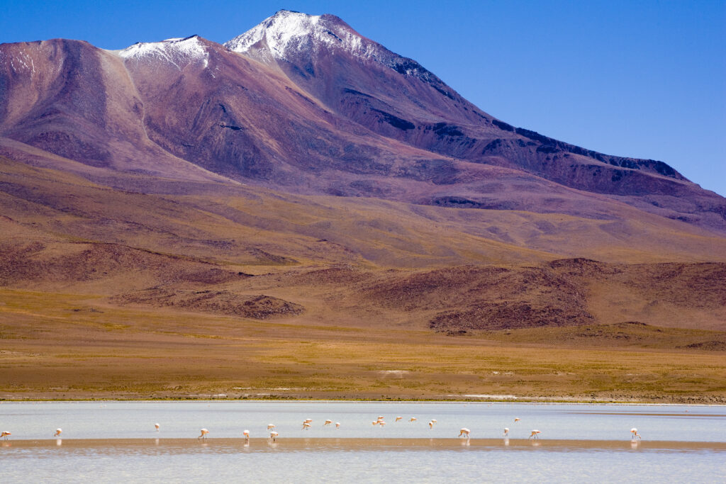 Bolivia, Southern Altiplano, Uyuni Highlands. Flamingoes upon a mineral coloured lake in the Bolivian Highlands.