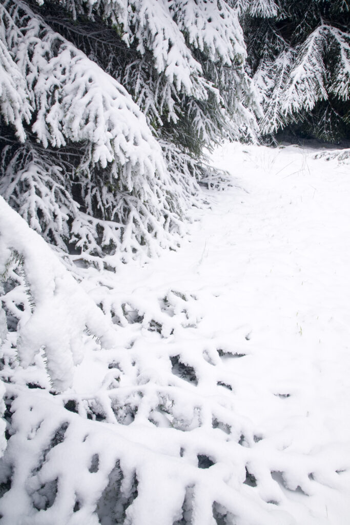 Scotland, Scottish Borders, Carter Bar. Snow engulfed forest plantation near the Carter Bar England / Scotland border.