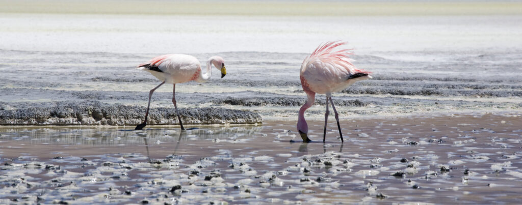 Bolivia, Southern Altiplano, Uyuni Highlands. Flamingoes upon a mineral coloured lake in the Bolivian Highlands.