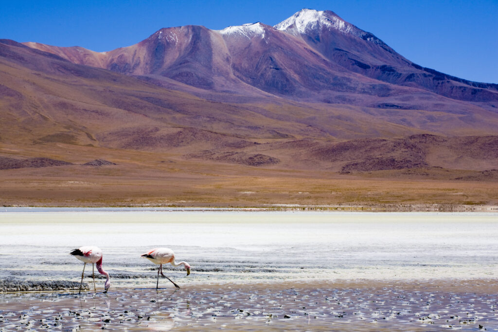 Bolivia, Southern Altiplano, Uyuni Highlands. Flamingoes upon a mineral coloured lake in the Bolivian Highlands.