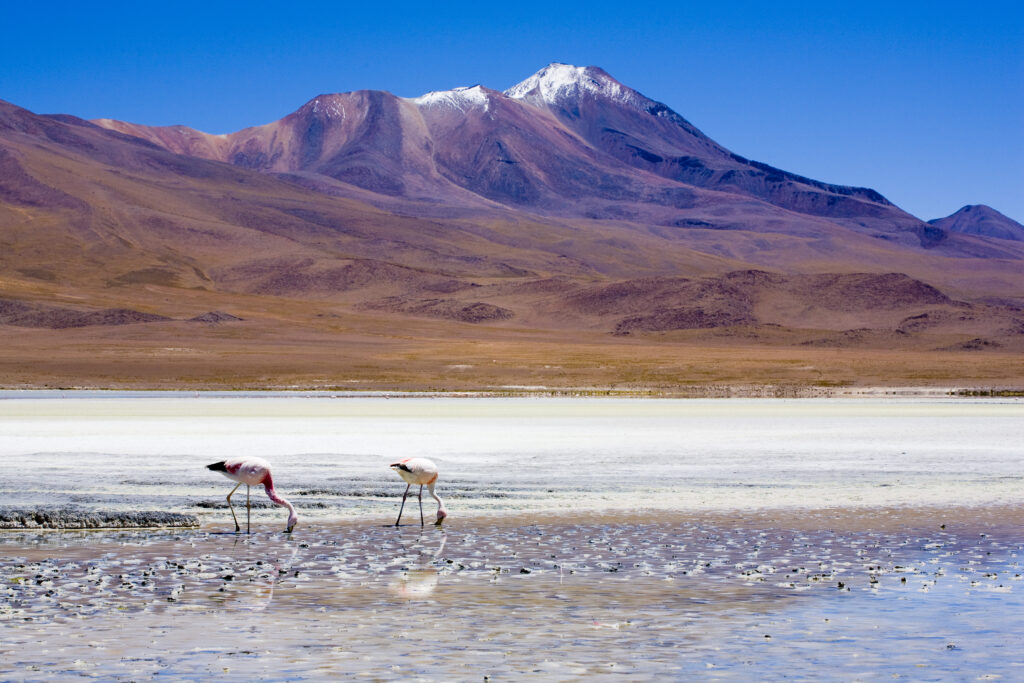 Bolivia, Southern Altiplano, Uyuni Highlands. Flamingoes upon a mineral coloured lake in the Bolivian Highlands.
