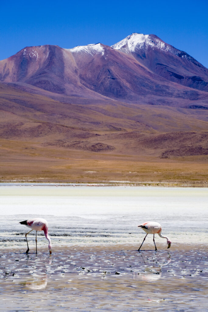 Bolivia, Southern Altiplano, Uyuni Highlands. Flamingoes upon a mineral coloured lake in the Bolivian Highlands.