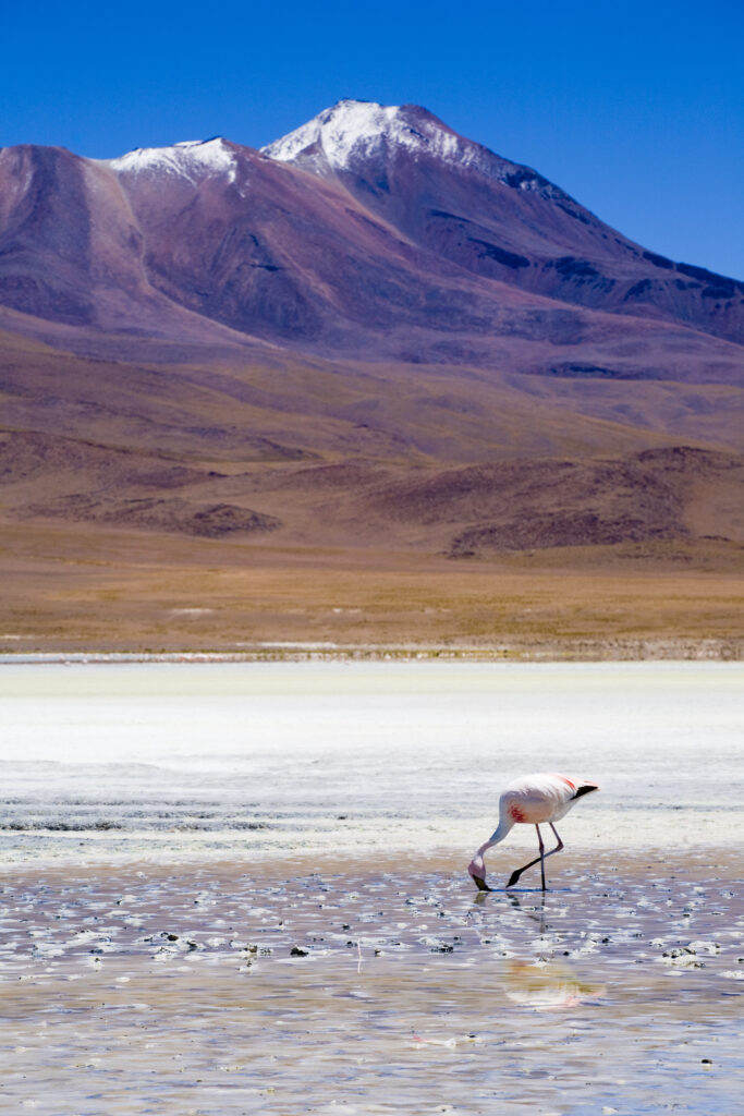 Bolivia, Southern Altiplano, Uyuni Highlands. Flamingoes upon a mineral coloured lake in the Bolivian Highlands.