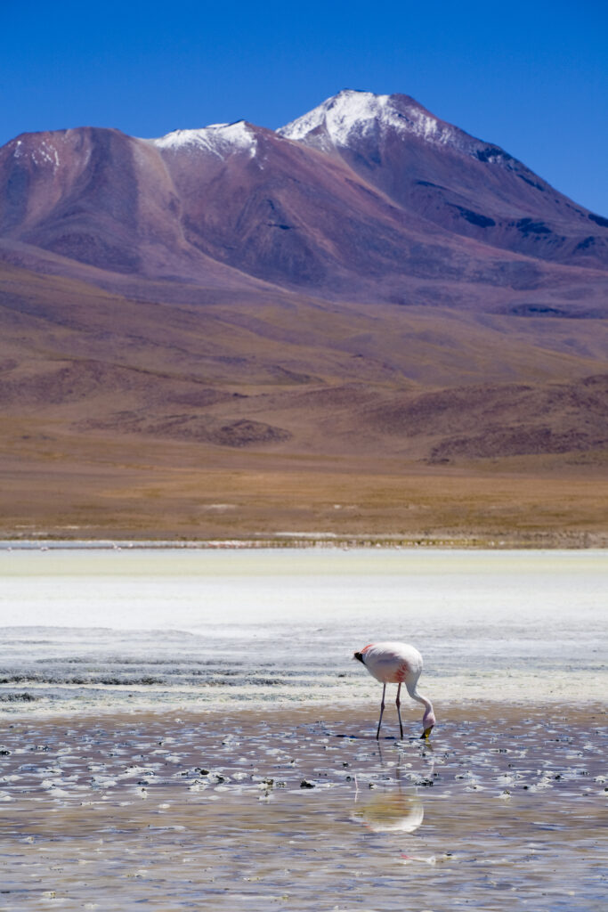 Bolivia, Southern Altiplano, Uyuni Highlands. Flamingoes upon a mineral coloured lake in the Bolivian Highlands.