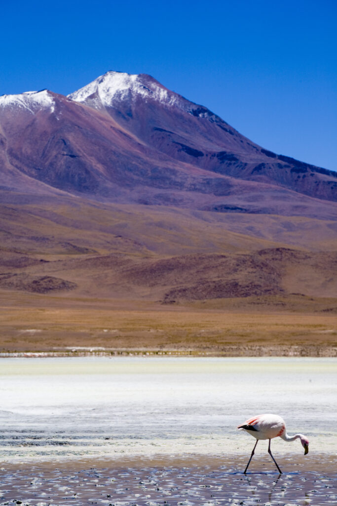 Bolivia, Southern Altiplano, Uyuni Highlands. Flamingoes upon a mineral coloured lake in the Bolivian Highlands.