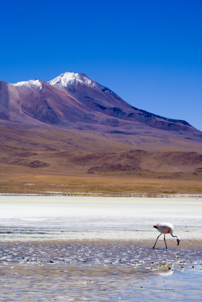 Bolivia, Southern Altiplano, Uyuni Highlands. Flamingoes upon a mineral coloured lake in the Bolivian Highlands.