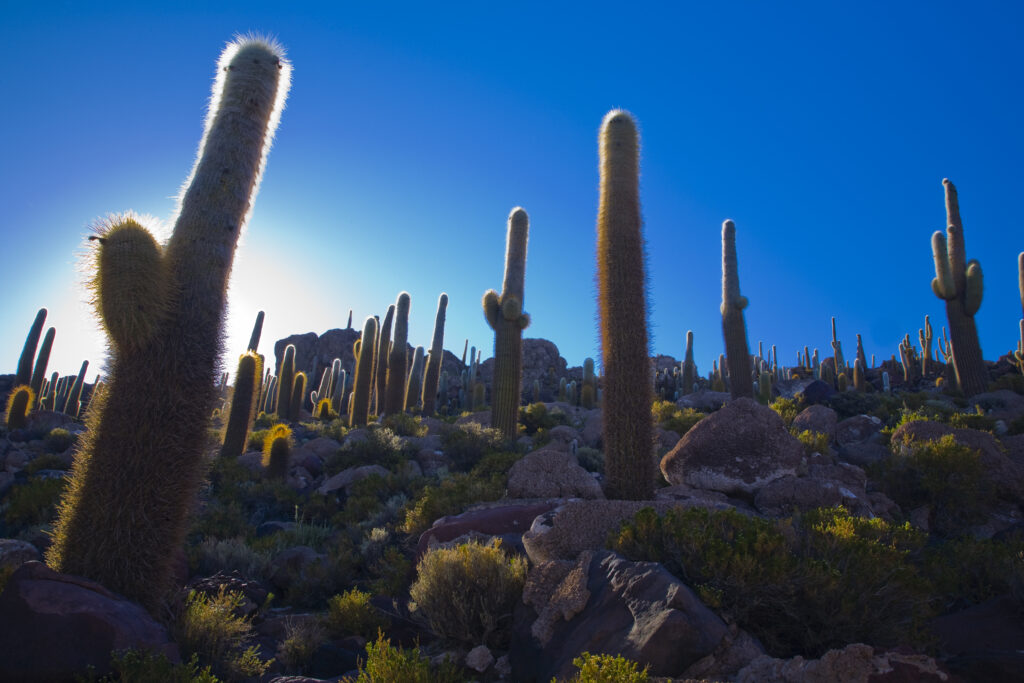 Bolivia, Southern Altiplano, Salar de Uyuni. Cacti growing on Isla de Pescado (Fish Island) located on the largest and highest salt flat in the world - The Salar de Uyuni.