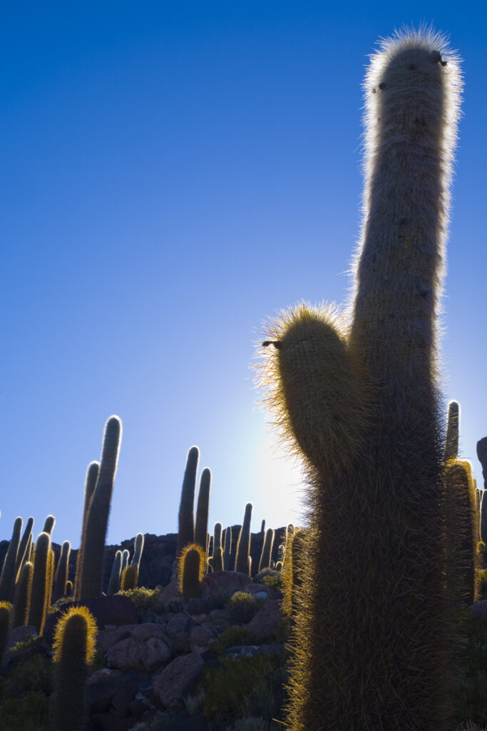Bolivia, Southern Altiplano, Salar de Uyuni. Cacti growing on Isla de Pescado (Fish Island) located on the largest and highest salt flat in the world - The Salar de Uyuni.
