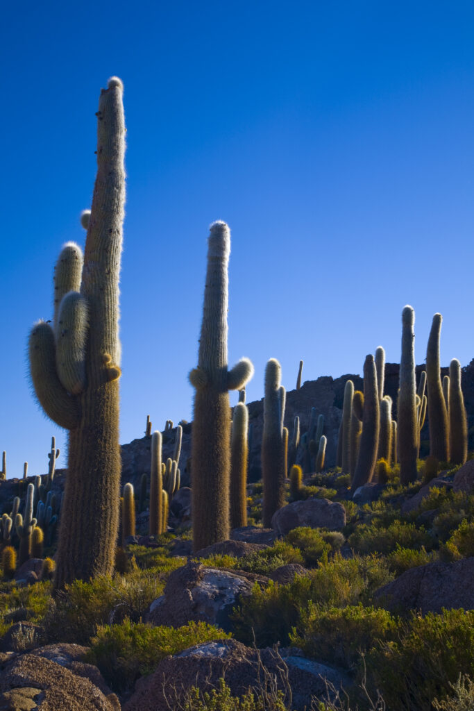Bolivia, Southern Altiplano, Salar de Uyuni. Cacti growing on Isla de Pescado (Fish Island) located on the largest and highest salt flat in the world - The Salar de Uyuni.
