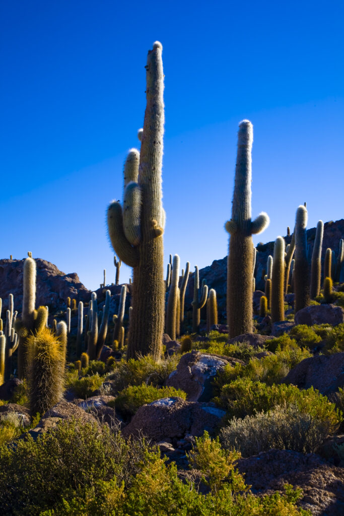 Bolivia, Southern Altiplano, Salar de Uyuni. Cacti growing on Isla de Pescado (Fish Island) located on the largest and highest salt flat in the world - The Salar de Uyuni.