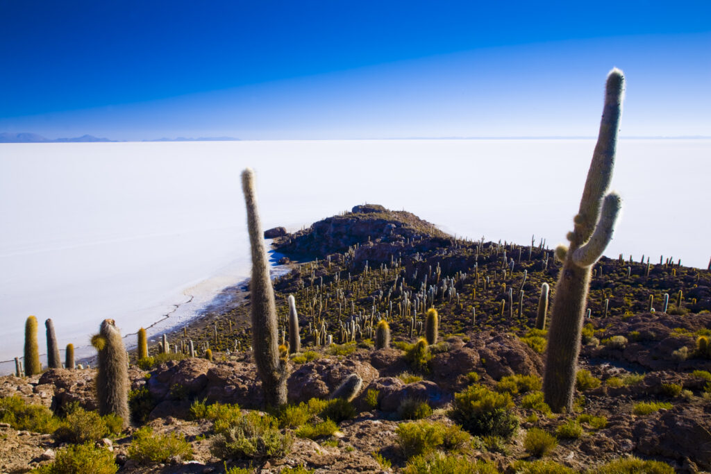 Bolivia, Southern Altiplano, Salar de Uyuni. Cacti growing on Isla de Pescado (Fish Island) located on the largest and highest salt flat in the world - The Salar de Uyuni.
