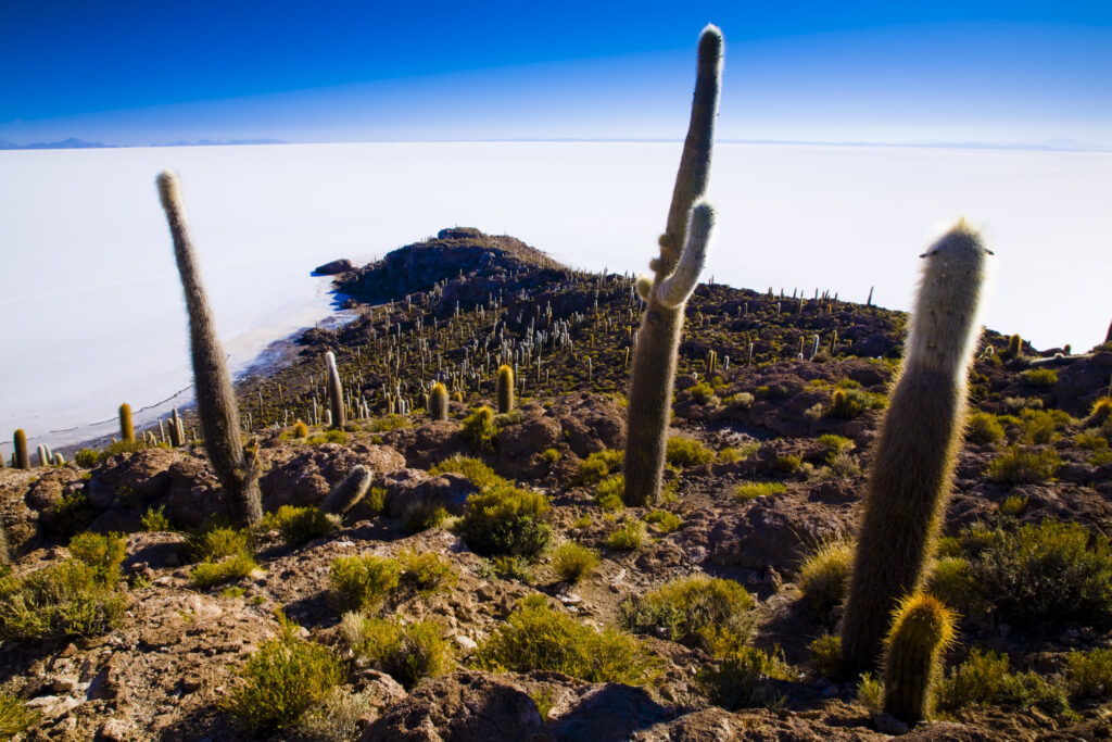 Bolivia, Southern Altiplano, Salar de Uyuni. Cacti growing on Isla de Pescado (Fish Island) located on the largest and highest salt flat in the world - The Salar de Uyuni.