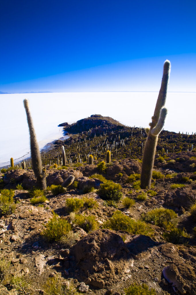 Bolivia, Southern Altiplano, Salar de Uyuni. Cacti growing on Isla de Pescado (Fish Island) located on the largest and highest salt flat in the world - The Salar de Uyuni.