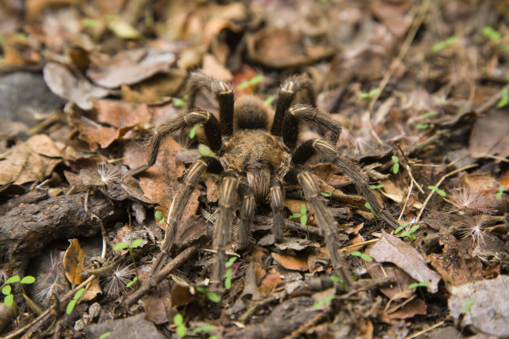 Chile, Valparaíso V, Parque Nacional La Campana. The Chilean rose tarantula (Grammostola rosea) camouflaged in the forest floor of the National Park.