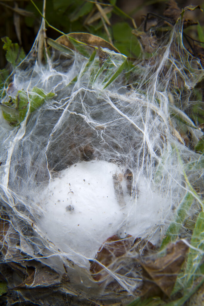 Chile, Valparaíso V, Parque Nacional La Campana. The Chilean rose tarantula (Grammostola rosea) in a spiders web with spider eggs on the floor of the National Park.